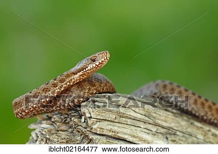 Common European Adder or Viper (Vipera berus), Berchtesgaden National Park, Bavaria, Germany, Europe View Large Photo Image Stock Photo - Common European Adder or Viper (Vipera berus), Berchtesgaden National Park, Bavaria, Germany, Europe. Fotosearch