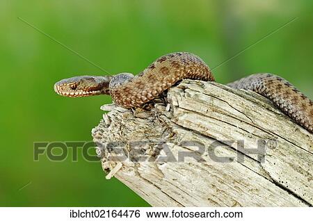 Common European Adder or Viper (Vipera berus), Berchtesgaden National Park, Bavaria, Germany, Europe View Large Photo Image Stock Photograph - Common European Adder or Viper (Vipera berus), Berchtesgaden National Park, Bavaria, Germany, Europe. Fotosearch