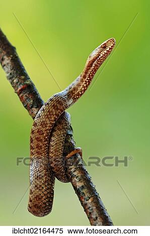Stock Photography - Common European Adder or Viper (Vipera berus), Berchtesgaden National Park, Bavaria, Germany, Europe. Fotosearch