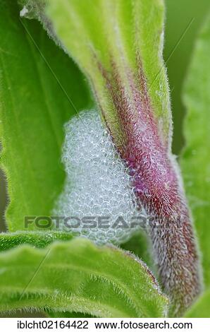 Stock Image - Common Froghopper (Philaenus spumarius), foam nest, North Rhine-Westphalia, Germany, Europe. Fotosearch