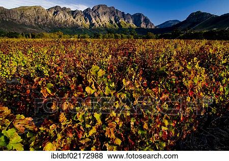 Common Grape Vine (Vitis vinifera), landscape, Franschhoek Valley, Western Cape, South Africa, Africa View Large Photo Image Stock Photo - Common Grape Vine (Vitis vinifera), landscape, Franschhoek Valley, Western Cape, South Africa, Africa. Fotosearch