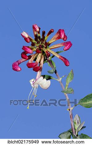 Common honeysuckle, European honeysuckle or Woodbine (Lonicera periclymenum), North Rhine-Westphalia, Germany, Europe View Large Photo Image Stock Photo - Common honeysuckle, European honeysuckle or Woodbine (Lonicera periclymenum), North Rhine-Westphalia, Germany, Europe. Fotosearch