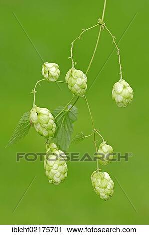 Stock Image - Common hop (Humulus lupulus), North Rhine-Westphalia, Germany, Europe. Fotosearch