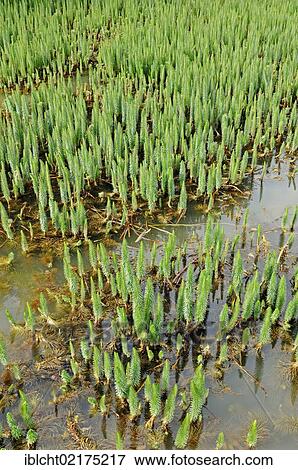Stock Photo - Common mare's tail (Hippuris vulgaris), North Rhine-Westphalia, Germany, Europe. Fotosearch