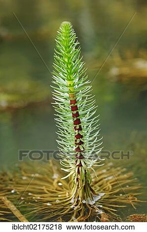 Stock Photo - Common mare's tail (Hippuris vulgaris), North Rhine-Westphalia, Germany, Europe. Fotosearch