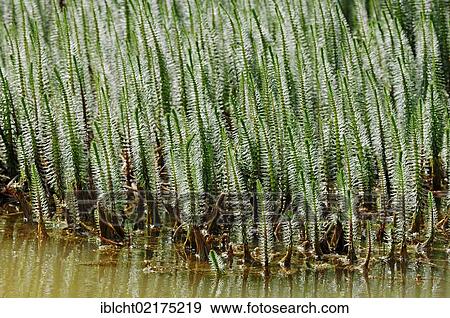 Stock Photo - Common mare's tail (Hippuris vulgaris), North Rhine-Westphalia, Germany, Europe. Fotosearch