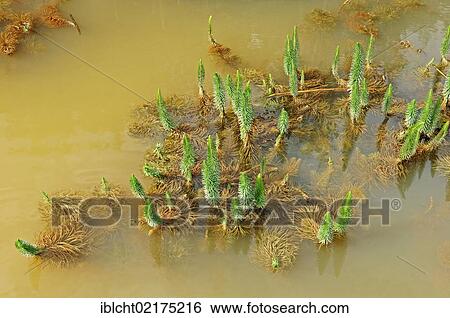Common mare's tail (Hippuris vulgaris), North Rhine-Westphalia, Germany, Europe View Large Photo Image Stock Photograph - Common mare's tail (Hippuris vulgaris), North Rhine-Westphalia, Germany, Europe. Fotosearch
