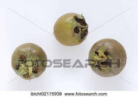 Stock Photo - Common medlar (Mespilus germanica), fruits. Fotosearch
