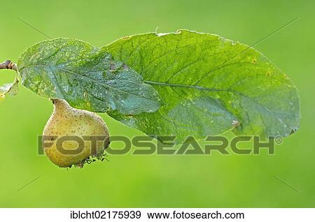 Stock Photo - Common medlar (Mespilus germanica), fruit and leaf, North Rhine-Westphalia, Germany, Europe. Fotosearch