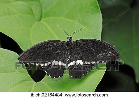 Picture - Common Mormon (Papilio polytes), Asian species, captive, North Rhine-Westphalia, Germany, Europe. Fotosearch
