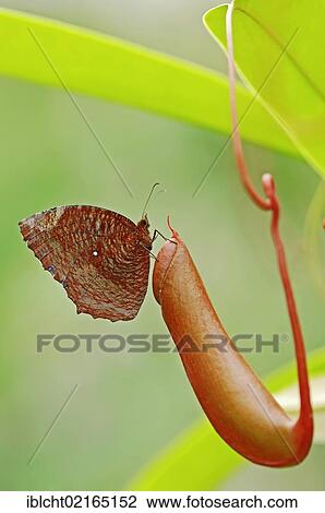 Stock Image - Common Palmfly (Elymnias hypermnestra), Asian species, captive, North Rhine-Westphalia, Germany, Europe. Fotosearch