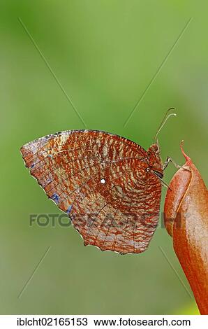 Stock Image - Common Palmfly (Elymnias hypermnestra), Asian species, captive, North Rhine-Westphalia, Germany, Europe. Fotosearch