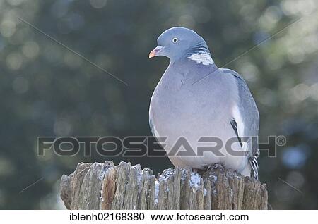 Common Wood Pigeon (Columba palumbus), Haren, Emsland region, Lower Saxony, Germany, Europe View Large Photo Image Stock Image - Common Wood Pigeon (Columba palumbus), Haren, Emsland region, Lower Saxony, Germany, Europe. Fotosearch