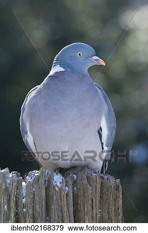 Common Wood Pigeon (Columba palumbus), Haren, Emsland region, Lower Saxony, Germany, Europe View Large Photo Image Stock Photo - Common Wood Pigeon (Columba palumbus), Haren, Emsland region, Lower Saxony, Germany, Europe. Fotosearch