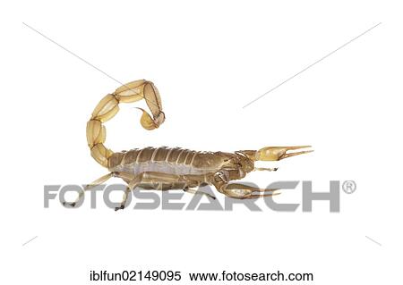 Common Yellow Scorpion (Buthus occitanus) View Large Photo Image Stock Photography - Common Yellow Scorpion (Buthus occitanus). Fotosearch