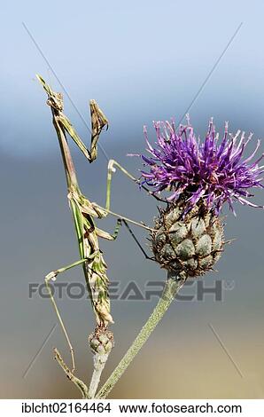Cone-head Mantis or Mantis Palo (Empusa pennata), Provence, Southern France, France, Europe View Large Photo Image Picture - Cone-head Mantis or Mantis Palo (Empusa pennata), Provence, Southern France, France, Europe. Fotosearch