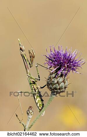 Stock Image - Cone-head Mantis or Mantis Palo (Empusa pennata), Provence, Southern France, France, Europe. Fotosearch