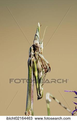 Stock Image - Cone-head Mantis or Mantis Palo (Empusa pennata), Provence, Southern France, France, Europe. Fotosearch