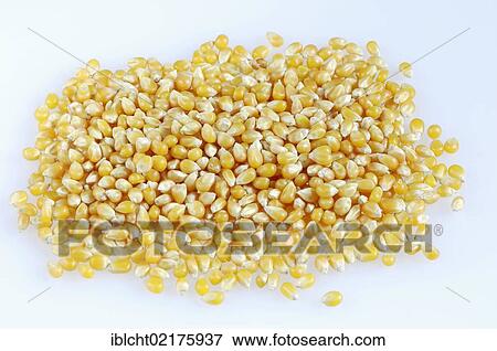 Corn, maize (Zea mays) View Large Photo Image Stock Photo - Corn, maize (Zea mays). Fotosearch