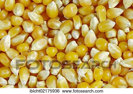 Corn, maize (Zea mays) View Large Photo Image Stock Photograph - Corn, maize (Zea mays). Fotosearch