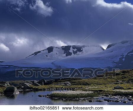 Cotton Grass (Eriophorum spe. ) in front of Fannaråken Mountain and Fannråkbreen Glacier, Sognefjell, Sogn og Fjordane, Norway, Scandinavia, Europe View Large Photo Image Stock Image - Cotton Grass (Eriophorum spe. ) in front of Fannaråken Mountain and Fannråkbreen Glacier, Sognefjell, Sogn og Fjordane, Norway, Scandinavia, Europe. Fotosearch