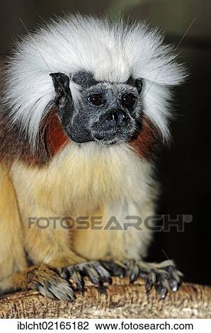 Stock Image - Cotton-top Tamarin or Pinché Tamarin (Saguinus oedipus), South American species, captive, North Rhine-Westphalia, Germany, Europe. Fotosearch