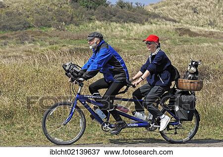 Stock Photo - Couple riding a tandem bicycle with a miniature schnauzer in a basket, Castricum, North Holland, Holland, Netherlands, Europe. Fotosearch