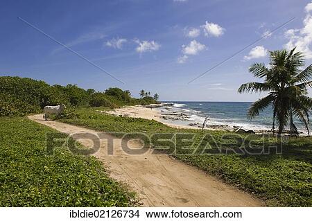 Picture - Cow looking out to the Caribbean, Big Corn Island, Caribbean Sea, Nicaragua, Central America, North America. Fotosearch