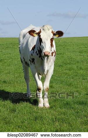Stock Photo - Cow standing on a green meadow, Schleswig-Holstein, Germany, Europe. Fotosearch