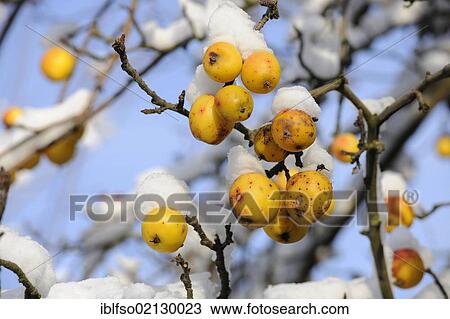 Crab Apples or European Wild Apples (Malus sylvestris) in the snow, Thuringia, Germany, Europe View Large Photo Image Stock Image - Crab Apples or European Wild Apples (Malus sylvestris) in the snow, Thuringia, Germany, Europe. Fotosearch