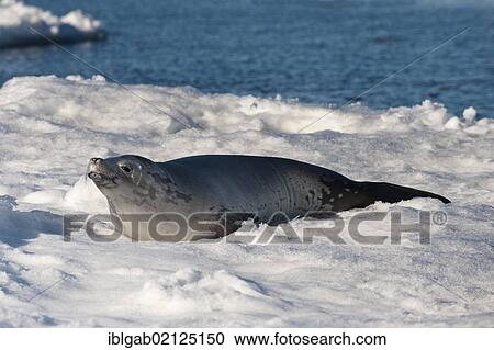 Stock Image - Crabeater seal (Lobodon carcinophagus) resting on ice floe, Weddell Sea, Antarctica. Fotosearch