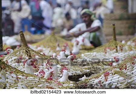 Crammed chicken for sale at the chicken market, Kolkata, West Bengal, India, Asia View Large Photo Image Stock Image - Crammed chicken for sale at the chicken market, Kolkata, West Bengal, India, Asia. Fotosearch