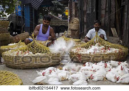 Stock Photo - Crammed chicken for sale at the chicken market, Kolkata, West Bengal, India, Asia. Fotosearch