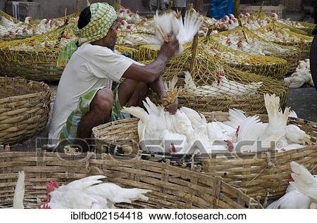 Crammed chicken for sale at the chicken market, Kolkata, West Bengal, India, Asia View Large Photo Image Stock Photo - Crammed chicken for sale at the chicken market, Kolkata, West Bengal, India, Asia. Fotosearch