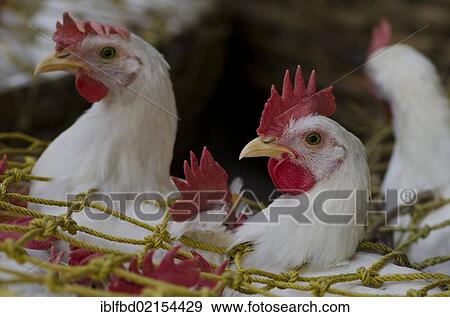 Stock Photo - Crammed chicken for sale at the chicken market, Kolkata, West Bengal, India, Asia. Fotosearch