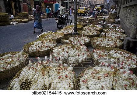 Crammed chicken for sale at the chicken market, Kolkata, West Bengal, India, Asia View Large Photo Image Stock Photography - Crammed chicken for sale at the chicken market, Kolkata, West Bengal, India, Asia. Fotosearch