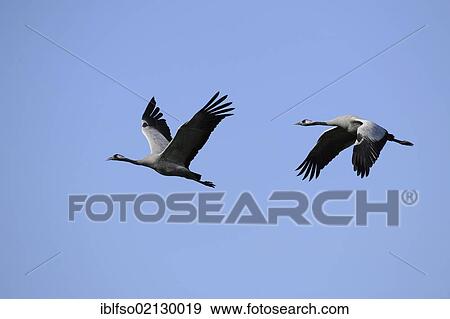 Cranes (Grus grus) in flight, Guenzer Lake, Bodden Landscape National Park, Mecklenburg-Western Pomerania, Germany, Europe View Large Photo Image Stock Photo - Cranes (Grus grus) in flight, Guenzer Lake, Bodden Landscape National Park, Mecklenburg-Western Pomerania, Germany, Europe. Fotosearch