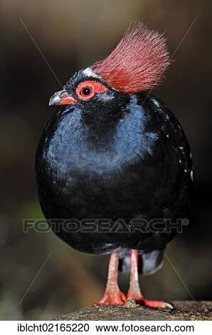 Crested Wood Partridge (Rollulus roulroul), male, native of Asia, in captivity, Bergkamen, North Rhine-Westphalia, Germany, Europe View Large Photo Image Stock Image - Crested Wood Partridge (Rollulus roulroul), male, native of Asia, in captivity, Bergkamen, North Rhine-Westphalia, Germany, Europe. Fotosearch