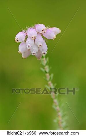 Stock Image - Cross-leaved Heath (Erica tetralix), flowering. Fotosearch