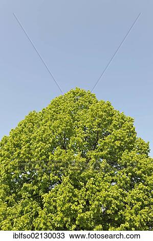 Crown of a Small-leaved Lime (Tilia cordata) against a blue sky, with space for text, Thuringia, Germany, Europe View Large Photo Image Stock Image - Crown of a Small-leaved Lime (Tilia cordata) against a blue sky, with space for text, Thuringia, Germany, Europe. Fotosearch