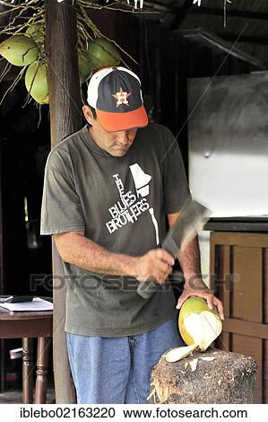 Cuban man preparing a coconut to drink from, Santa Clara, Cuba, Greater Antilles, Caribbean, Central America, America, North America View Large Photo Image Stock Image - Cuban man preparing a coconut to drink from, Santa Clara, Cuba, Greater Antilles, Caribbean, Central America, America, North America. Fotosearch