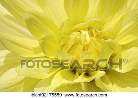 Dahlia Bruno Muth (Dahlia sp. ), flower detail View Large Photo Image Stock Photo - Dahlia Bruno Muth (Dahlia sp. ), flower detail. Fotosearch