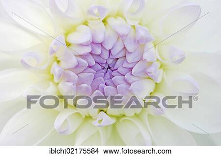 Dahlia Eveline (Dahlia sp. ), flower detail View Large Photo Image Picture - Dahlia Eveline (Dahlia sp. ), flower detail. Fotosearch
