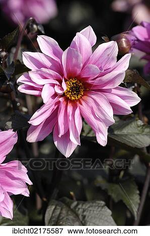 Stock Photo - Dahlia Fascination (Dahlia sp. ), flowering. Fotosearch