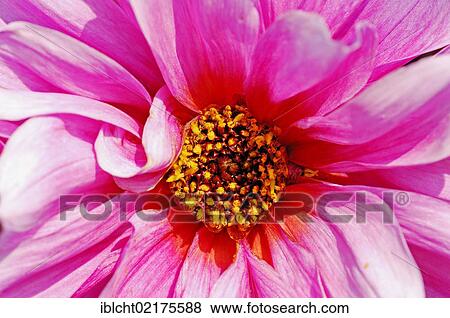 Dahlia Fascination (Dahlia sp. ), flower detail View Large Photo Image Stock Photo - Dahlia Fascination (Dahlia sp. ), flower detail. Fotosearch