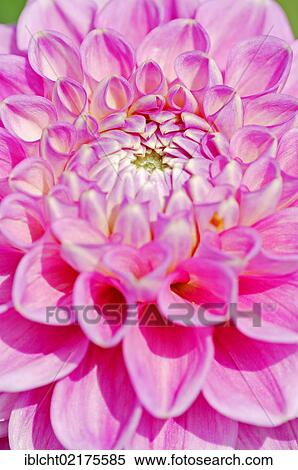 Dahlia Peter (Dahlia sp. ), flower detail View Large Photo Image Stock Photography - Dahlia Peter (Dahlia sp. ), flower detail. Fotosearch