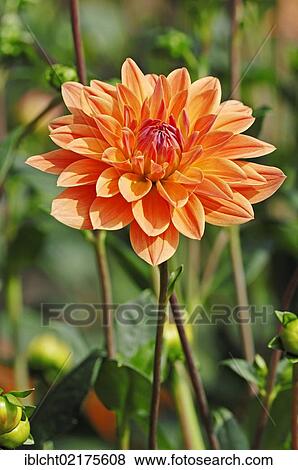 Dahlia Royal Diana (Dahlia sp. ), flower View Large Photo Image Stock Photo - Dahlia Royal Diana (Dahlia sp. ), flower. Fotosearch