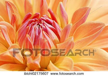 Stock Photo - Dahlia Royal Diana (Dahlia sp. ), flower detail. Fotosearch