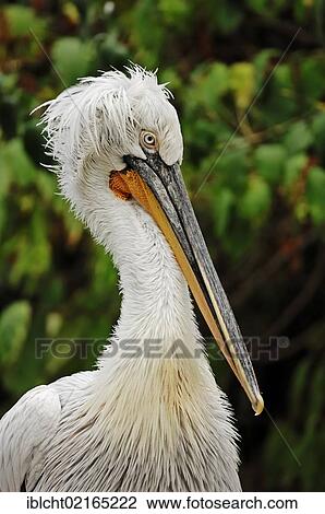 Stock Image - Dalmatian Pelican (Pelecanus crispus), portrait, found in Asia and Europe, in captivity, Germany, Europe. Fotosearch