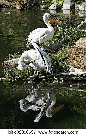 Stock Photo - Dalmatian Pelican (Pelecanus crispus), Tierwelt Herberstein, World of Animals, Buchberg near Herberstein, Stubenberg, Hartberg, Styria, Austria, Europe. Fotosearch